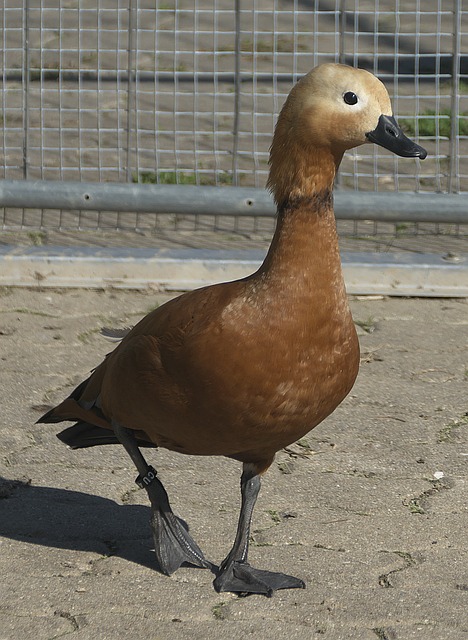 极致